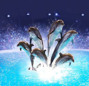 Билеты на Дубайский Дельфинарий Dolphin & Seal Show в 2024 году.