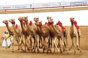 Верблюжий ипподром Dubai Camel Race Track в Дубае.