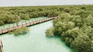 Национальный мангровый парк (Mangrove National Park) в Абу Даби в 2024 году.