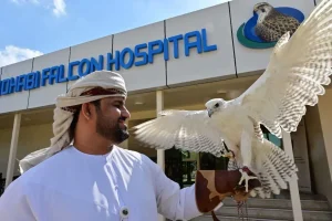 Соколиный госпиталь Абу-Даби.