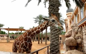 Зоопарк в Абу-Даби ОАЭ (Emirates Park Zoo Wildlife) в 2024 году.